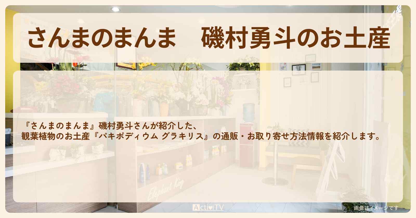 磯村勇斗のお土産『パキポディウム グラキリス』の通販・お取り寄せ方法